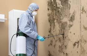 Why You Should Choose Our Mold Remediation Services in Terrell, TX